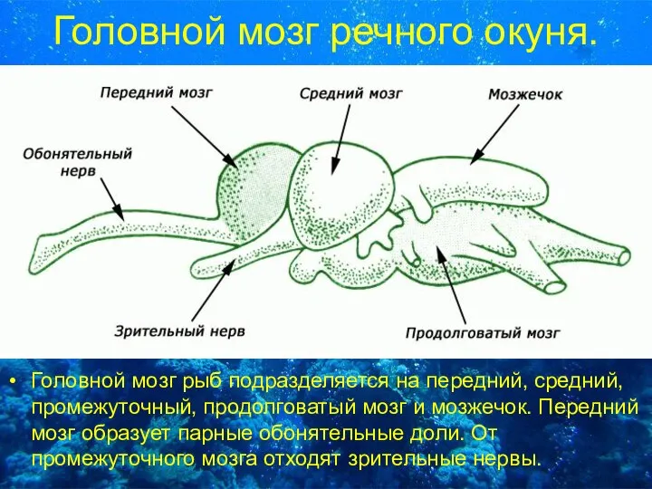 Головной мозг речного окуня. Головной мозг рыб подразделяется на передний, средний, промежуточный,