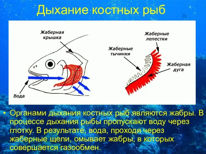 Дыхание костных рыб Органами дыхания костных рыб являются жабры. В процессе дыхания