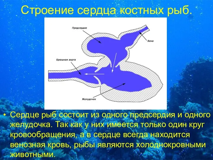 Строение сердца костных рыб. Сердце рыб состоит из одного предсердия и одного