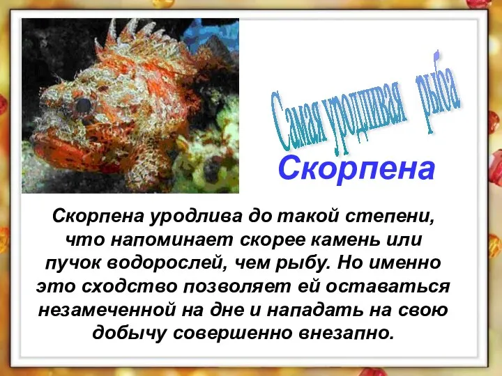 Скорпена уродлива до такой степени, что напоминает скорее камень или пучок водорослей,