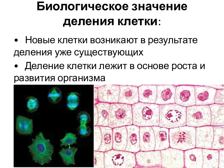 Биологическое значение деления клетки: • Новые клетки возникают в результате деления уже