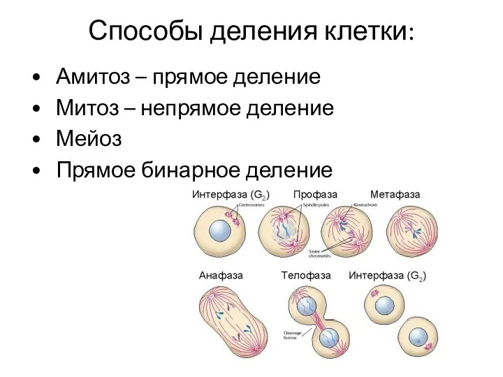 Способы деления клетки: • Амитоз – прямое деление • Митоз – непрямое