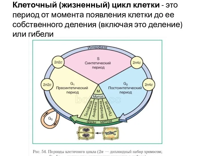 Клеточный (жизненный) цикл клетки - это период от момента появления клетки до