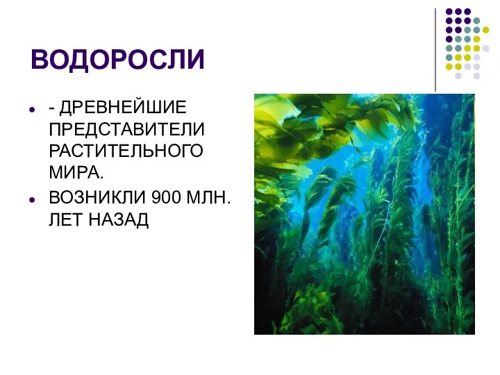 ВОДОРОСЛИ - ДРЕВНЕЙШИЕ ПРЕДСТАВИТЕЛИ РАСТИТЕЛЬНОГО МИРА. ВОЗНИКЛИ 900 МЛН. ЛЕТ НАЗАД