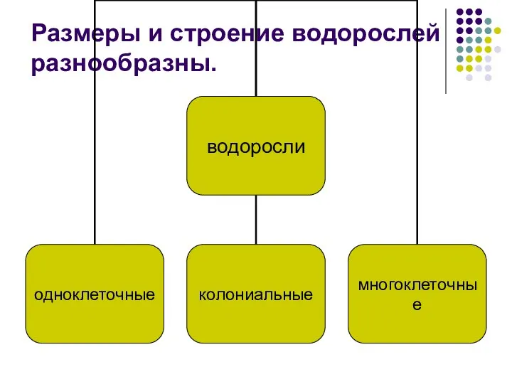 Размеры и строение водорослей разнообразны.