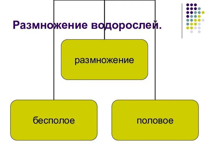 Размножение водорослей.