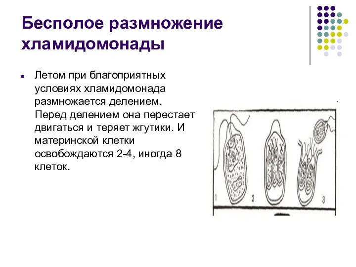 Бесполое размножение хламидомонады Летом при благоприятных условиях хламидомонада размножается делением. Перед делением