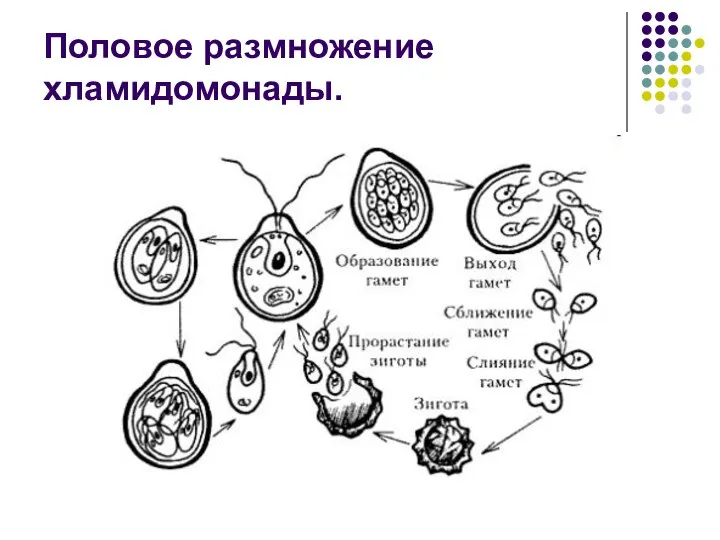 Половое размножение хламидомонады.