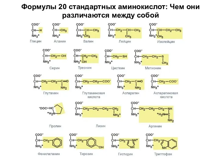 Формулы 20 стандартных аминокислот: Чем они различаются между собой