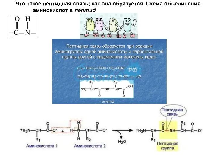 Что такое пептидная связь; как она образуется. Схема объединения аминокислот в пептид