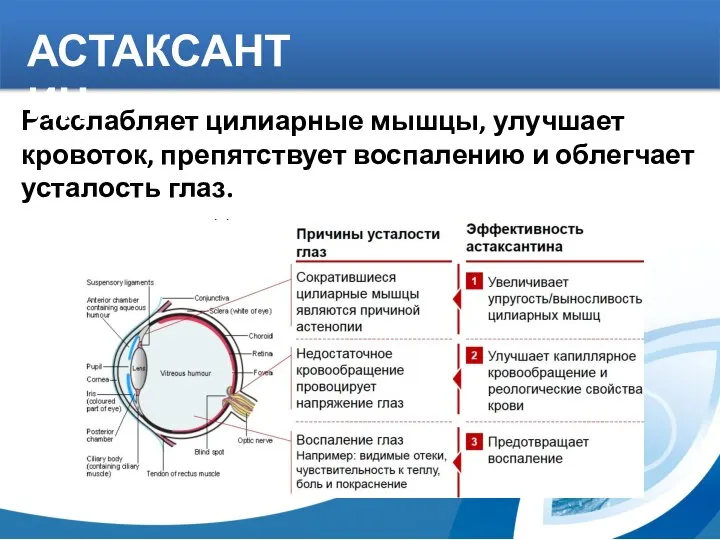 Расслабляет цилиарные мышцы, улучшает кровоток, препятствует воспалению и облегчает усталость глаз. АСТАКСАНТИН