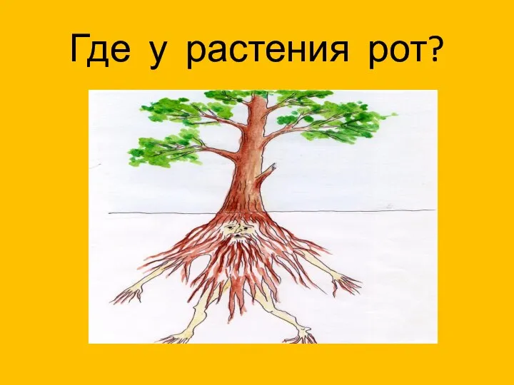 Где у растения рот?