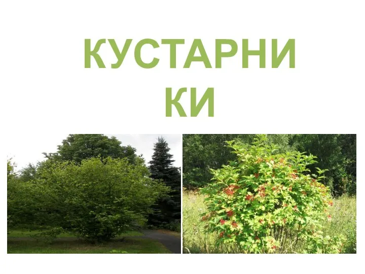 КУСТАРНИКИ