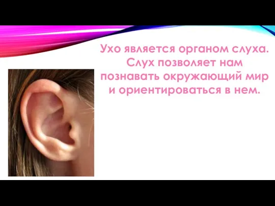 Ухо является органом слуха. Слух позволяет нам познавать окружающий мир и ориентироваться в нем.