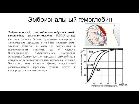 Эмбриональный гемоглобин Эмбриональный гемоглобин или эмбриональный гемоглобин, (также гемоглобин F, HbF или