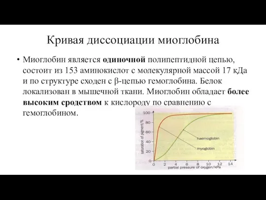 Кривая диссоциации миоглобина Миоглобин является одиночной полипептидной цепью, состоит из 153 аминокислот