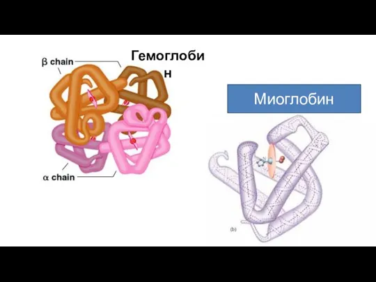 Гемоглобин Миоглобин