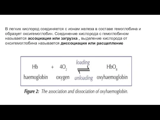 В легких кислород соединяется с ионам железа в составе гемоглобина и образует
