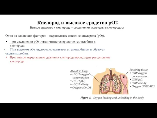 Кислород и высокое сродство pO2 Выское сродство к кислороду – соединение молекулы