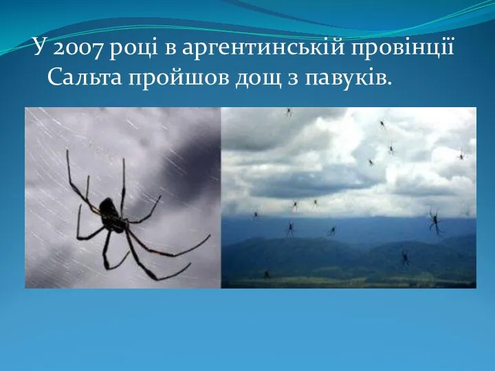 У 2007 році в аргентинській провінції Сальта пройшов дощ з павуків.