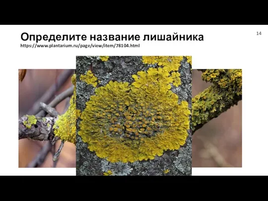 Определите название лишайника https://www.plantarium.ru/page/view/item/78104.html 14