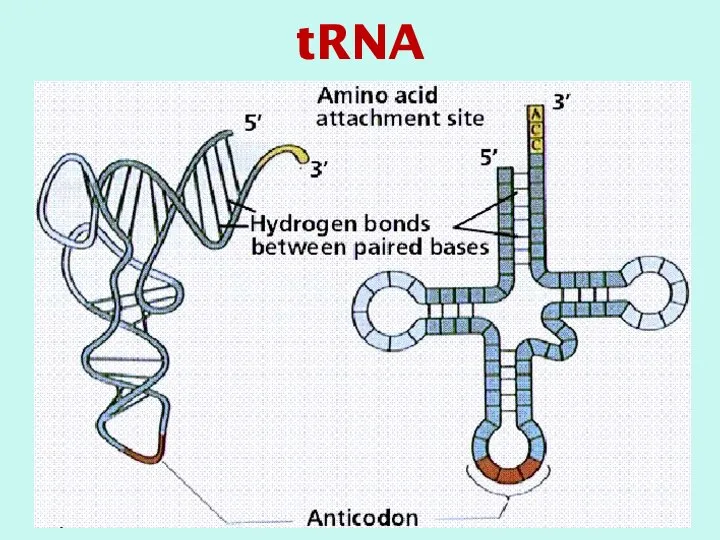 tRNA