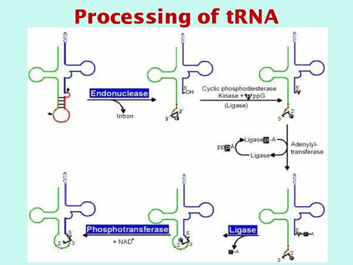 Processing of tRNA