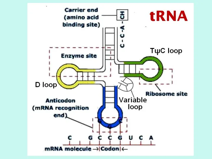 tRNA