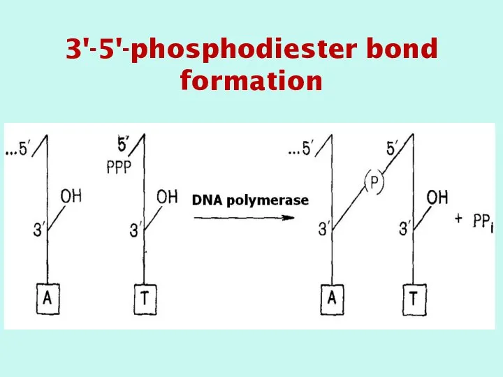 3'-5'-phosphodiester bond formation