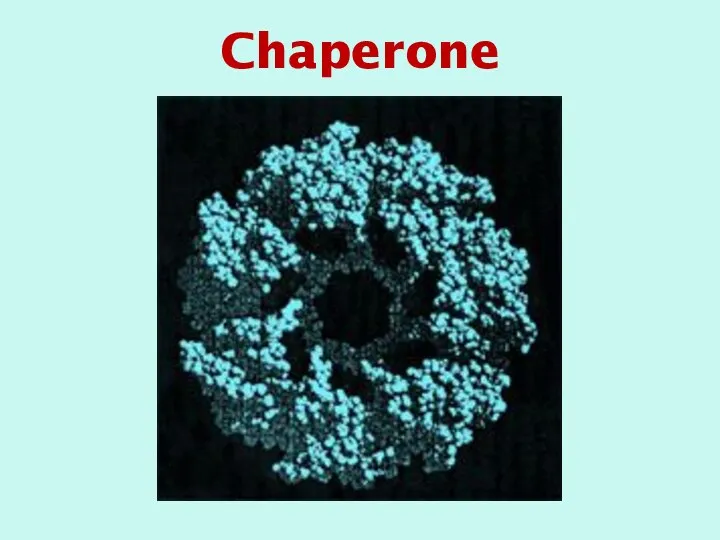 Chaperone