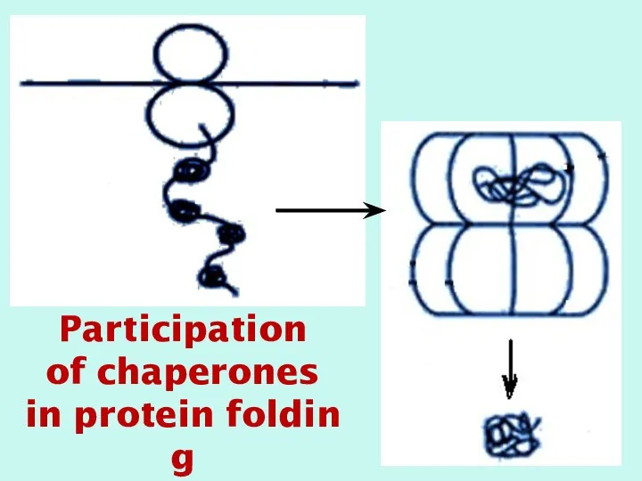 Participation of chaperones in protein folding