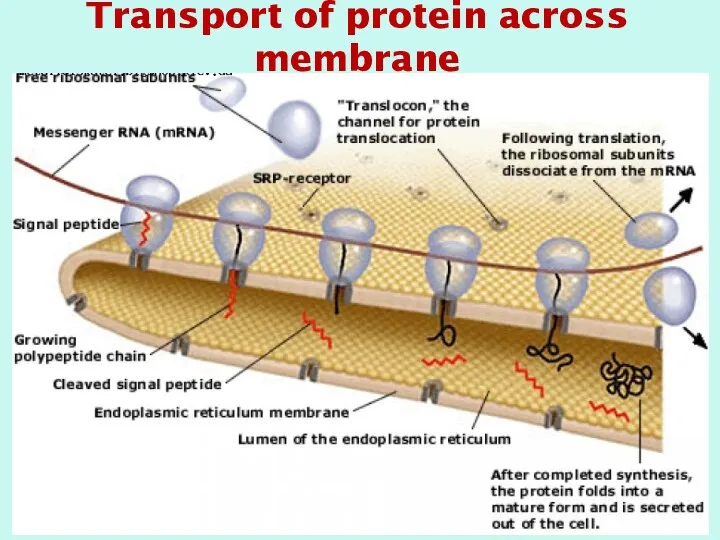 Transport of protein across membrane