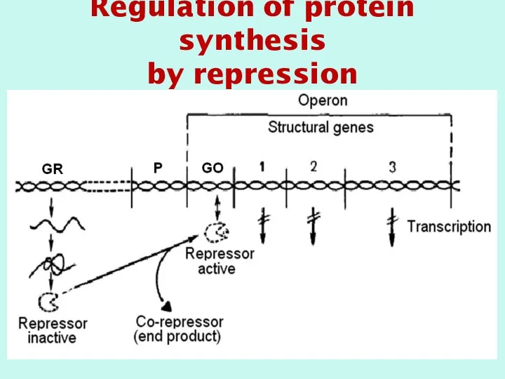 Regulation of protein synthesis by repression