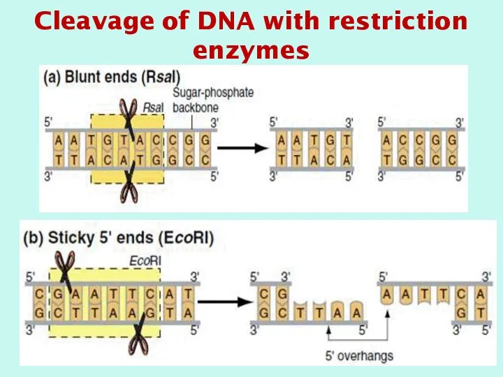 Cleavage of DNA with restriction enzymes