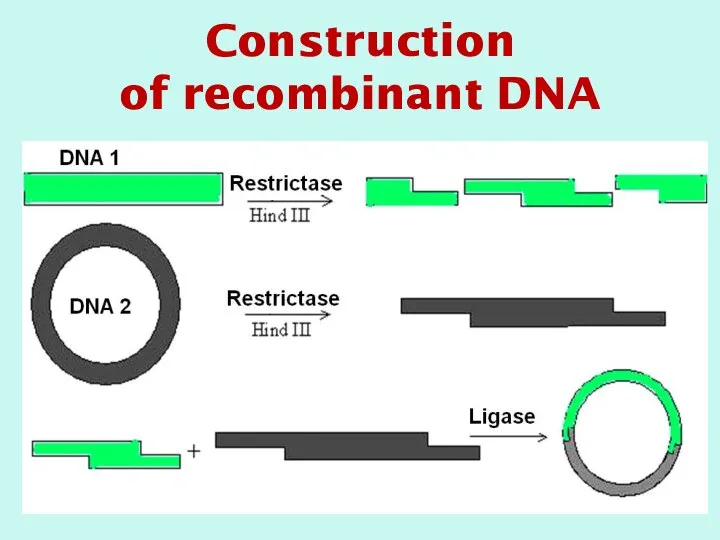 Construction of recombinant DNA