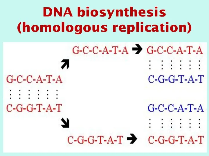 DNA biosynthesis (homologous replication)