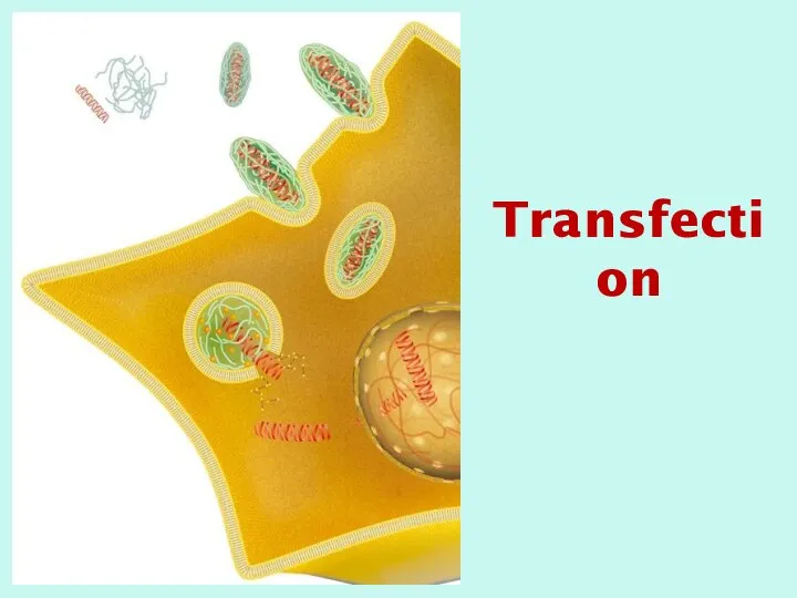 Transfection