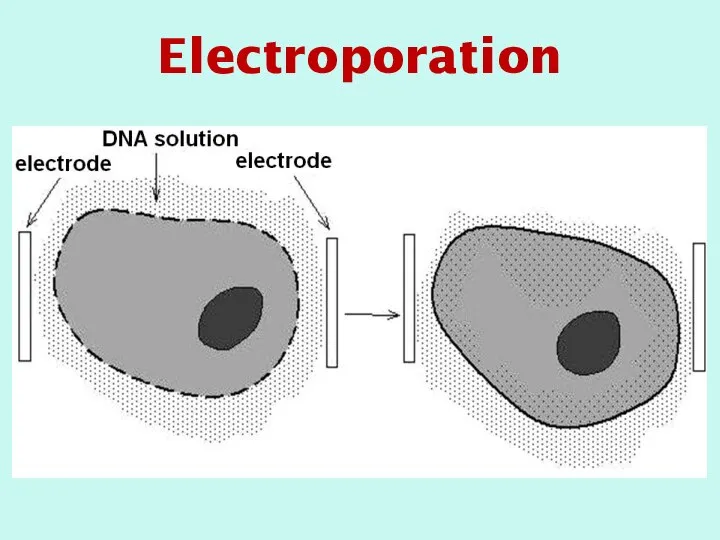 Electroporation