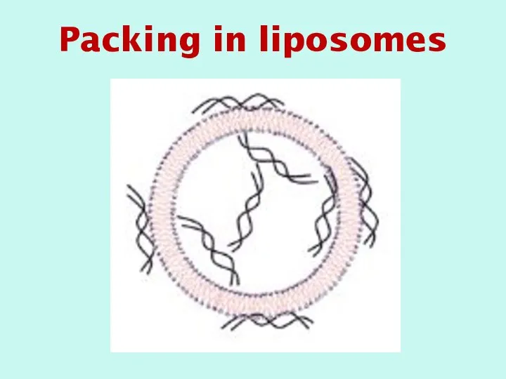 Packing in liposomes