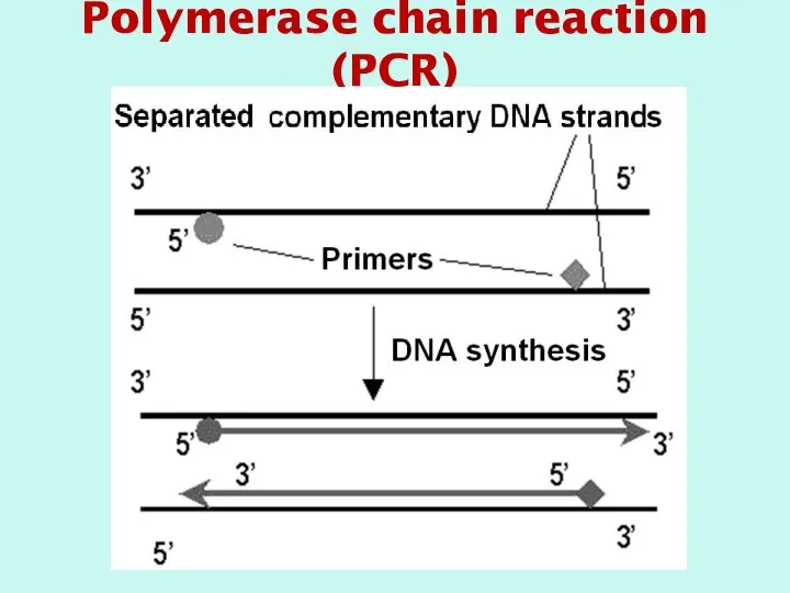 Polymerase chain reaction (PCR)