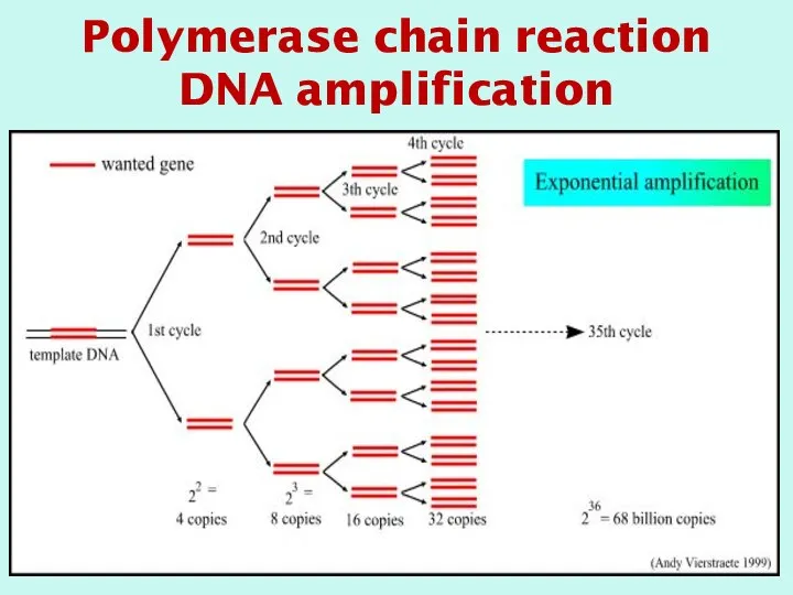 Polymerase chain reaction DNA amplification