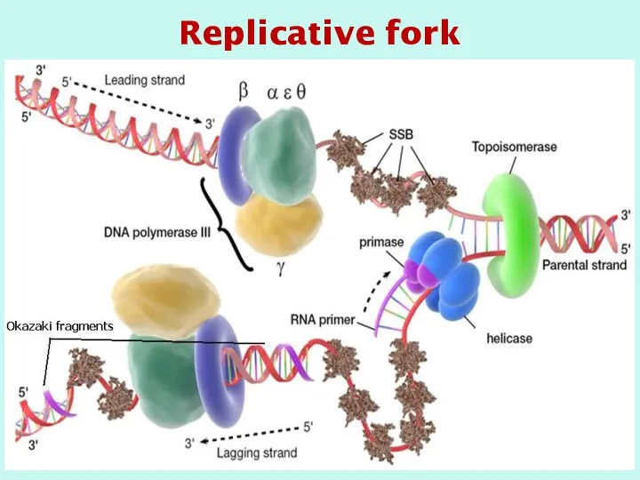 Replicative fork