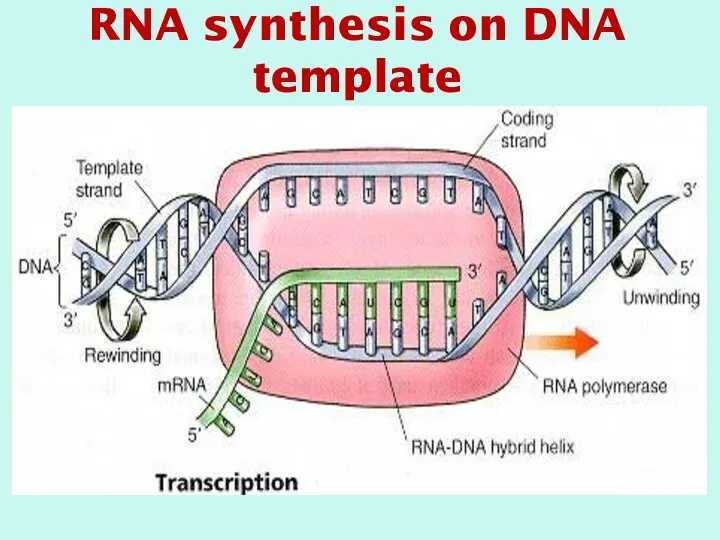 RNA synthesis on DNA template