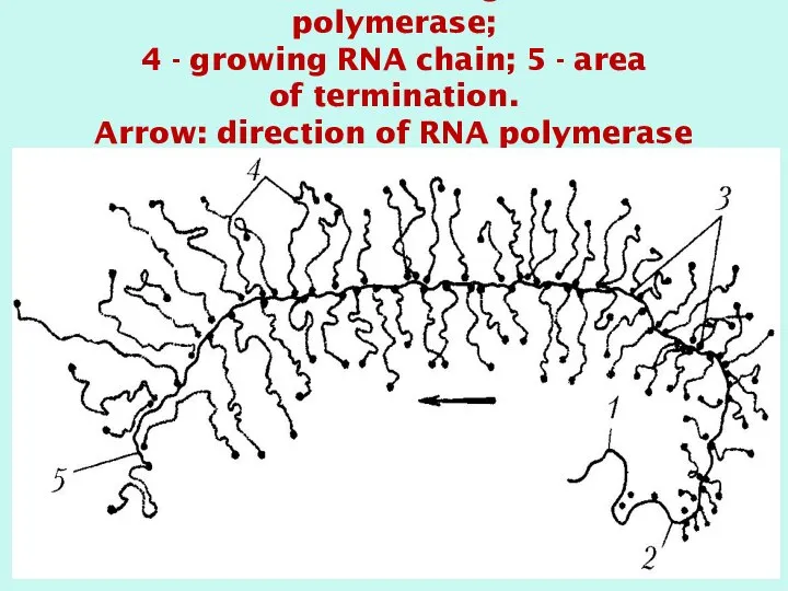 1 - DNA; 2 - initiation region; 3 - RNA polymerase; 4