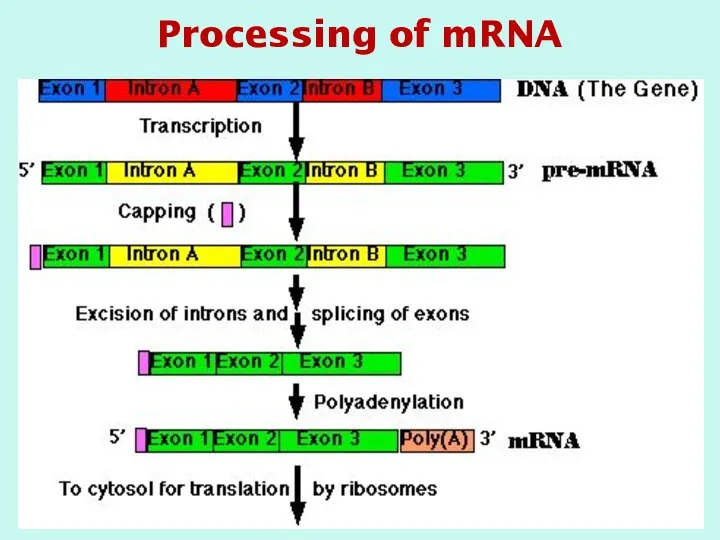 Processing of mRNA