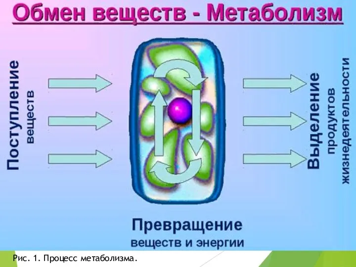 Рис. 1. Процесс метаболизма.