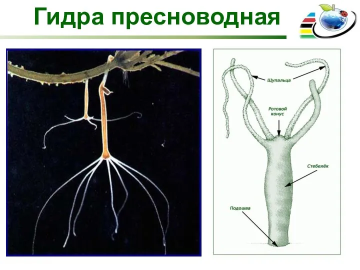 Гидра пресноводная