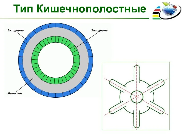 Тип Кишечнополостные