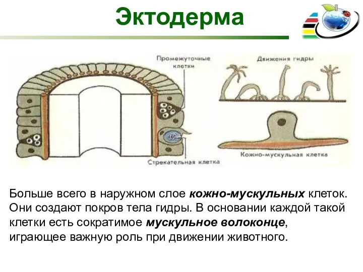 Эктодерма Больше всего в наружном слое кожно-мускульных клеток. Они создают покров тела