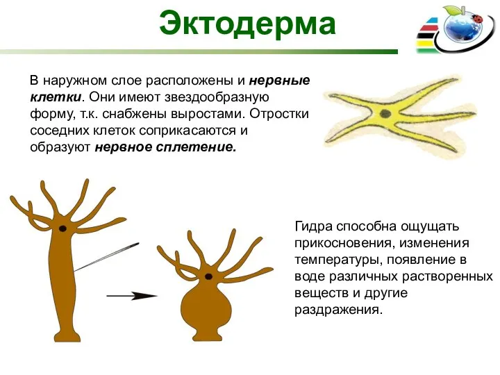 Эктодерма В наружном слое расположены и нервные клетки. Они имеют звездообразную форму,